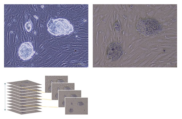 IVC Technique Delivers Halo-Free 3D Views of iPS Cell Colonies