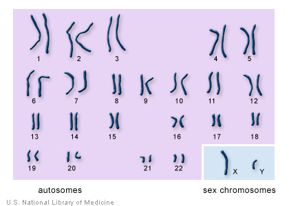 The 22 autosomes are numbered by size. The other two chromosomes, X and Y, are the sex chromosomes. This picture of the human chromosomes lined up in pairs is called a karyotype. Image Credit: U.S. National Library of Medicine The 22 autosomes are numbered by size. The other two chromosomes, X and Y, are the sex chromosomes. This picture of the human chromosomes lined up in pairs is called a karyotype. Image Credit: U.S. National Library of Medicine
