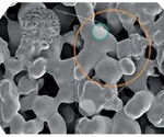 10 Tips for Successful ChIP Result Using Chromatrap® Technology