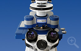 Ultra-Fast Imaging of Single Molecules in Living Cells using AFM