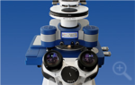Ultra-Fast Imaging of Single Molecules in Living Cells using AFM
