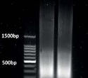 Chromatrap® Technology for Studying Complex Epigenetic Mechanisms