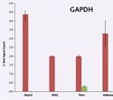 Solid-state ChIP Platform for High Throughput Analysis of Gene Regulation