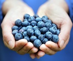 Mediterranean plant may be an effective treatment for ulcerative colitis, rat study shows