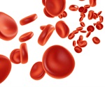 The diverse immunological functions of megakaryocytes