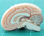 New insights into neural replay and memory formation from flying bats