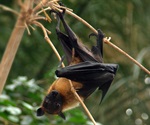 Scientists make breakthrough in developing Nipah virus vaccine for pigs