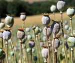 New analgesic shows promise as opioid alternative