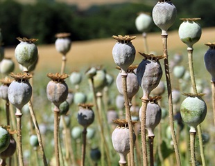 New analgesic shows promise as opioid alternative
