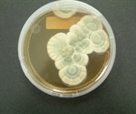 Cephalosporins three times more effective than penicillin