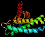 Johns Hopkins uncovers protein's unexpected role in brain signaling