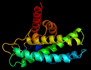 Researchers solve longstanding mystery of protein release in cells
