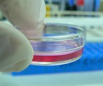 New 3D printed breast tissue model sheds light on milk production