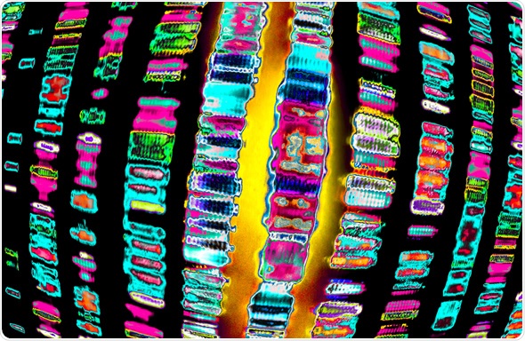 DNA sequence