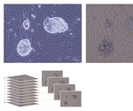 Olympus CKX53 microscope: Advancing cell cultivation