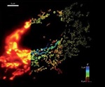 3D Super-Resolution Microscopic Technique for Whole Cell Imaging