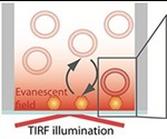 Rapid Identification of Single Virus Particles Using Virus Biosensor