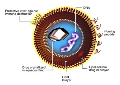 Figure 1. Liposome for drug delivery Liposome for drug delivery