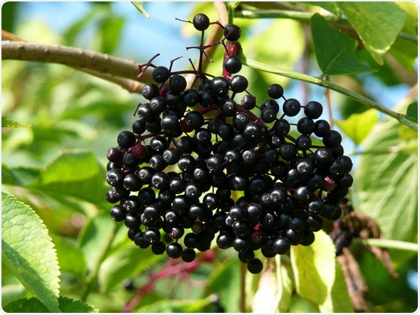 Elderberries Elderberries