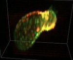 SCAPE microscopy forms real-time 3D images of living organisms