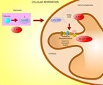 ATP Biosynthesis