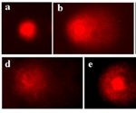 Comet Assay Applications