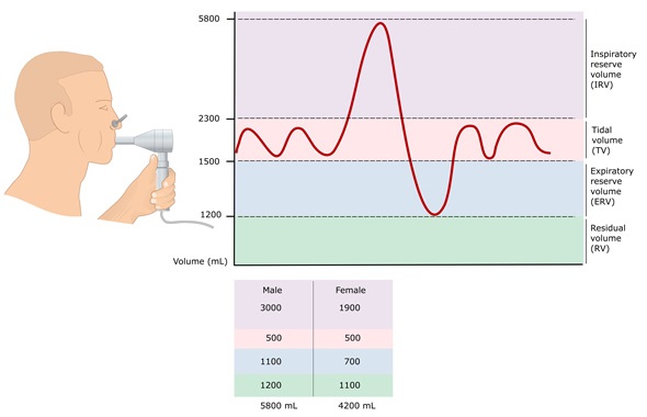 Spirometry: testing the pulmonary capacity volumes Spirometry: testing the pulmonary capacity volumes
