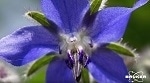 Botanical Dietary Supplement Screening