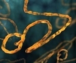 Study shows ssRNA encapsidation results in stabilization of the Ebola virus nucleocapsid