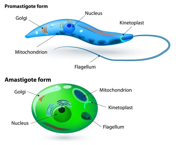 Leishmania - Image Copyright: Designua, Image ID: 278972486 via Shutterstock.com