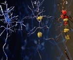 Unveiling the cellular mechanisms of engram consolidation and memory refinement