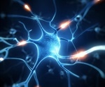 Study is the first to show that lowering the levels of lipid in nerve terminals affects the efficiency of neurotransmission