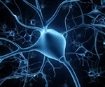 Researchers create over 400 types of nerve cells from stem cells