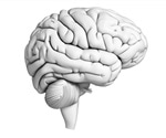 Groundbreaking Living Brain Project challenges decades of assumptions in neuroscience