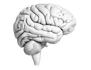 Study sheds light on molecular mechanisms of brain aging