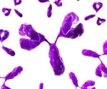 New monoclonal antibody enhances immune response by selectively targeting Tregs