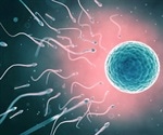Mother's stress levels during conception could be a determinant of fetal sex