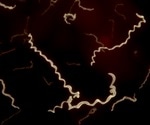 Lyme Disease