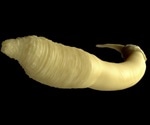 Recipients of GSA poster awards announced at 20th International C. elegans Meeting