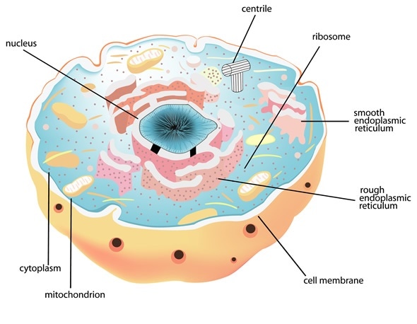 Cell and Nucleus, Image Copyright: sanjayart / Shutterstock