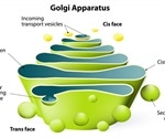 The Endoplasmic Reticulum and Golgi Body: What’s the Difference?