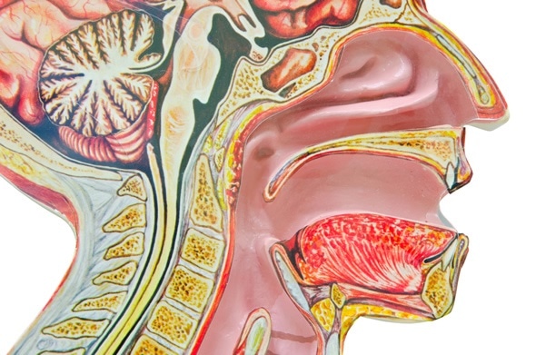 Image Copyright: Gam1983 / Shutterstock