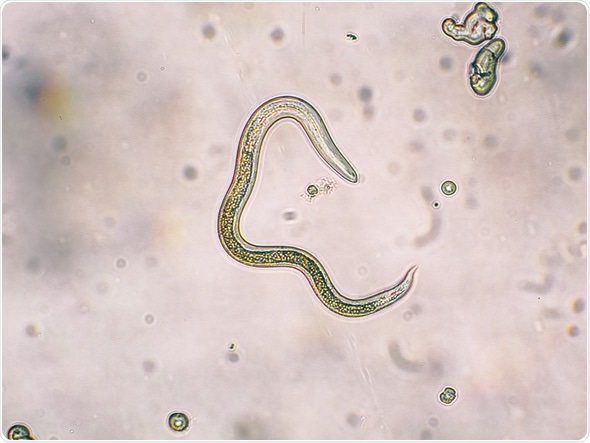 Toxocara canis second stage larvae hatch from eggs - Image Copyright: olgaru79 / Shutterstock