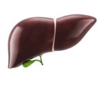 New intercellular network found to drive liver fibrosis progression