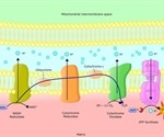 Gibbs Free Energy and Metabolism