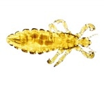 Melbourne researchers take head lice treatment to the world