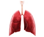 Inhaled microplastics suppress pulmonary macrophages critical to the immune system