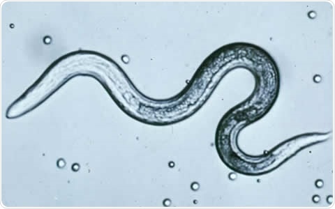 Toxocara canis (T. cani) larva