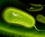Fecal microbiota transplantation emerges as a promising approach to H. pylori eradication