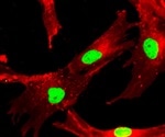 Stem Cell Research for Fighting Degenerative Disc Disease